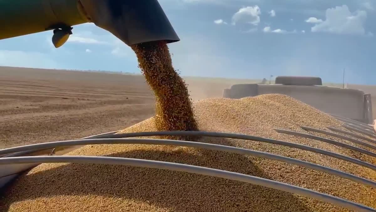 Operação agrícola a céu aberto — sol, poeira e umidade definem o material da abraçadeira.