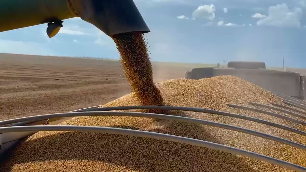 Colheita e transbordo: o nível de risco da operação define o material do lacre.
