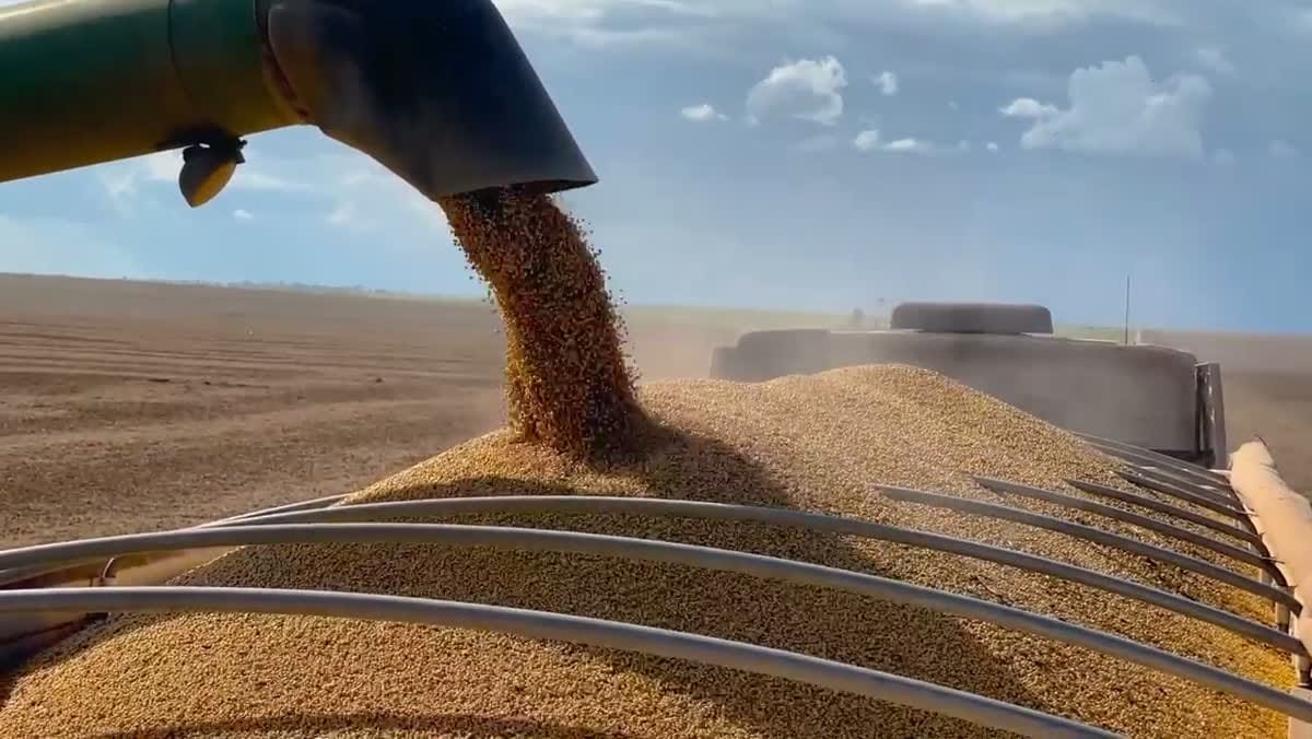 Lacres para o agronegócio: sacaria, grãos e cooperativas